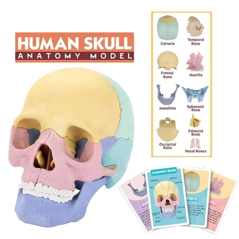 54DA Exploded Skull Model Medical Skull Model Anatomy Skull Model For Studying Human Skull Model Anatomy Science Education
54DA Exploded Skull Model Medical Skull Model Anatomy Skull Model For Studying Human Skull Model Anatomy Science Education