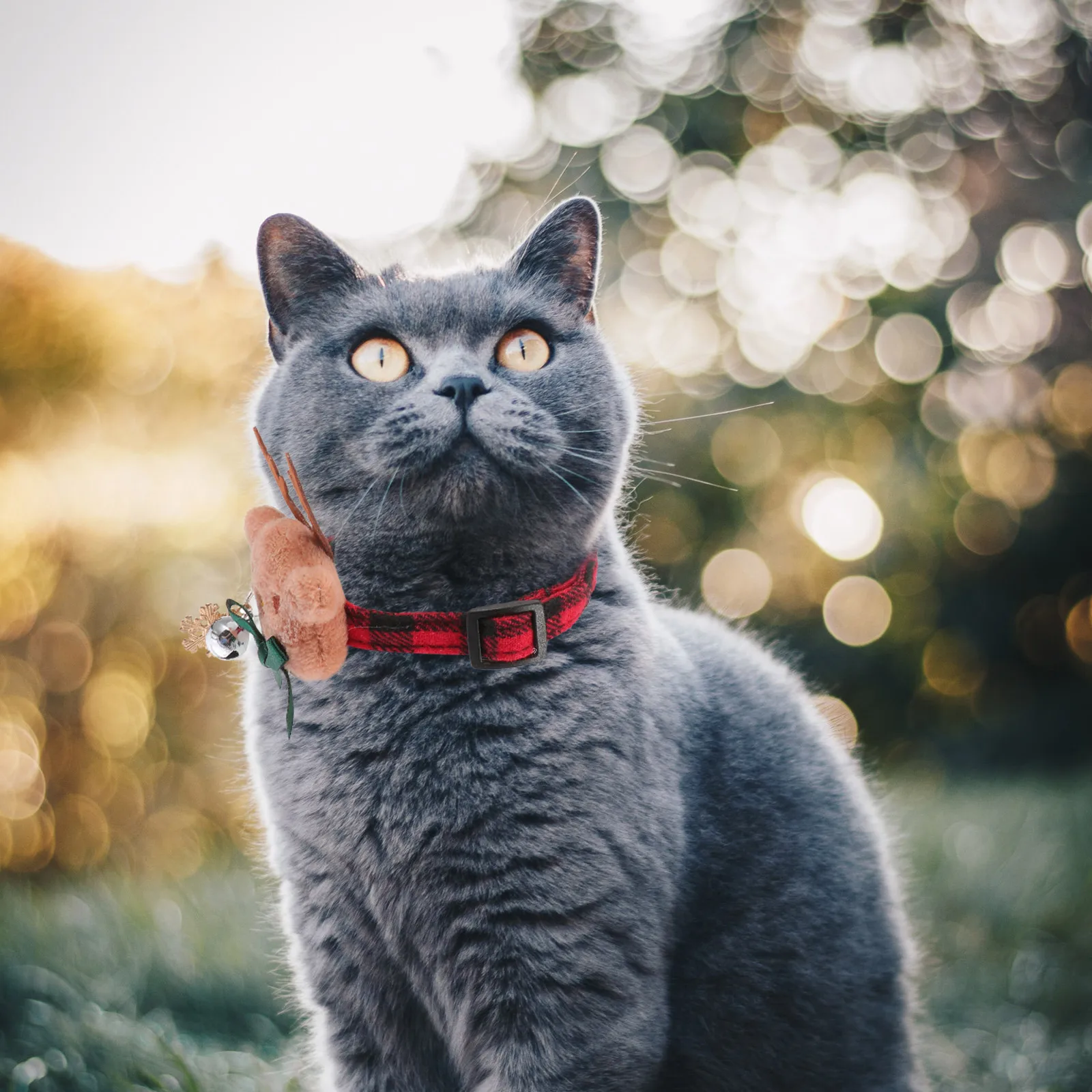 2 Pcs Bow Tie Pet Collar Christmas Cat Xmas Dog Cotton Adjustable Puppy Id Collars
2 Pcs Bow Tie Pet Collar Christmas Cat Xmas Dog Cotton Adjustable Puppy Id Collars