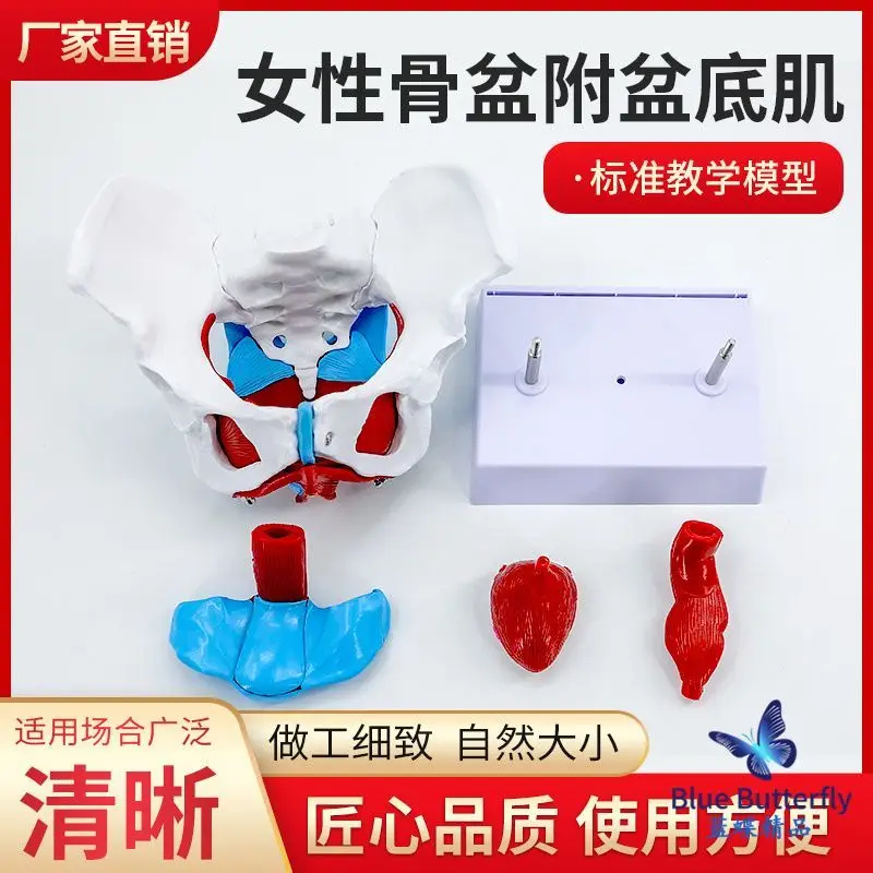 Simulated natural female pelvic model Medical teaching model of pelvic floor muscles in female pelvic girdle
Simulated natural female pelvic model Medical teaching model of pelvic floor muscles in female pelvic girdle