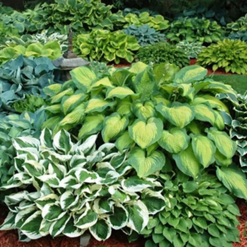 6 Pa Of Mixed Heart-Shaped Hosta Bare Roots Plants - Rich Green Foliage, Low Maintenance For Your Home And Garden, Shipped
6 Pa Of Mixed Heart-Shaped Hosta Bare Roots Plants - Rich Green Foliage, Low Maintenance For Your Home And Garden, Shipped
