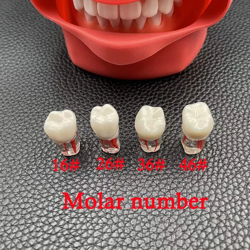 5pcs/set Tooth Root Practice Pulp Cavity Clear Resin Teaching For Student Study Science Equipmenent Teeth Model
5pcs/set Tooth Root Practice Pulp Cavity Clear Resin Teaching For Student Study Science Equipmenent Teeth Model