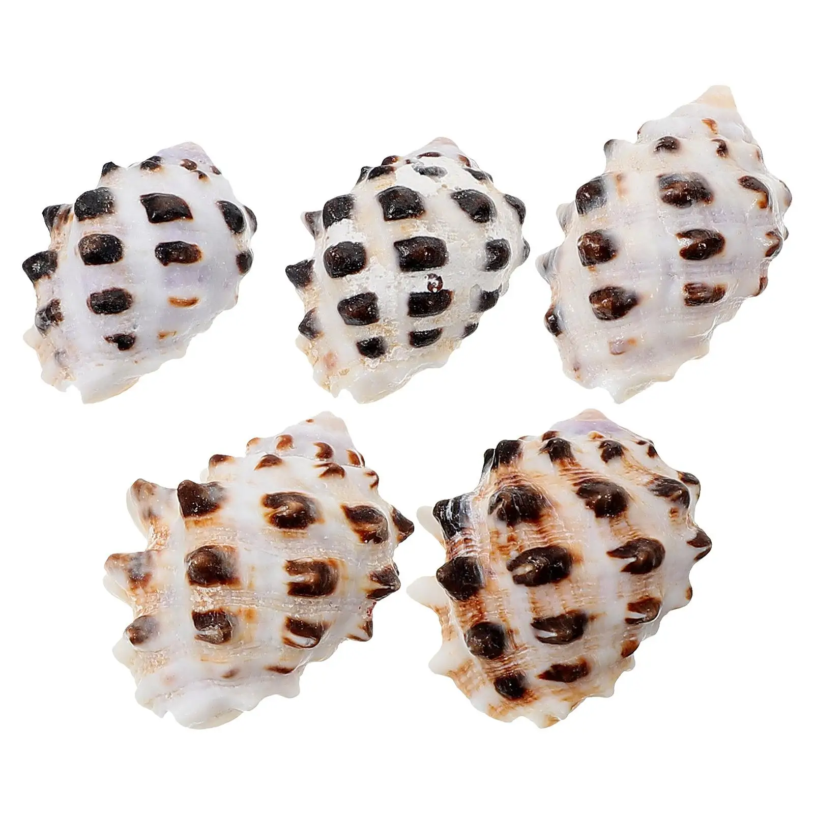 5 Pcs Conch Shell Decor Natural Seashells for Aquarium Fish Tank Landscaping Craft nament Realistic Adornment Home Decor
5 Pcs Conch Shell Decor Natural Seashells for Aquarium Fish Tank Landscaping Craft nament Realistic Adornment Home Decor