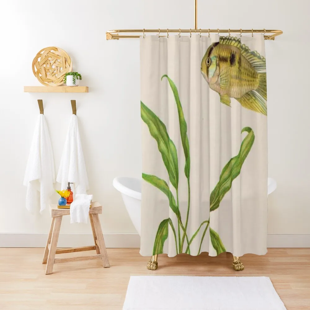 Maroni cichlid (Cleithacara maronii) Shower Curtain Shower Waterproof Accessories For Shower And Services Curtain
Maroni cichlid (Cleithacara maronii) Shower Curtain Shower Waterproof Accessories For Shower And Services Curtain