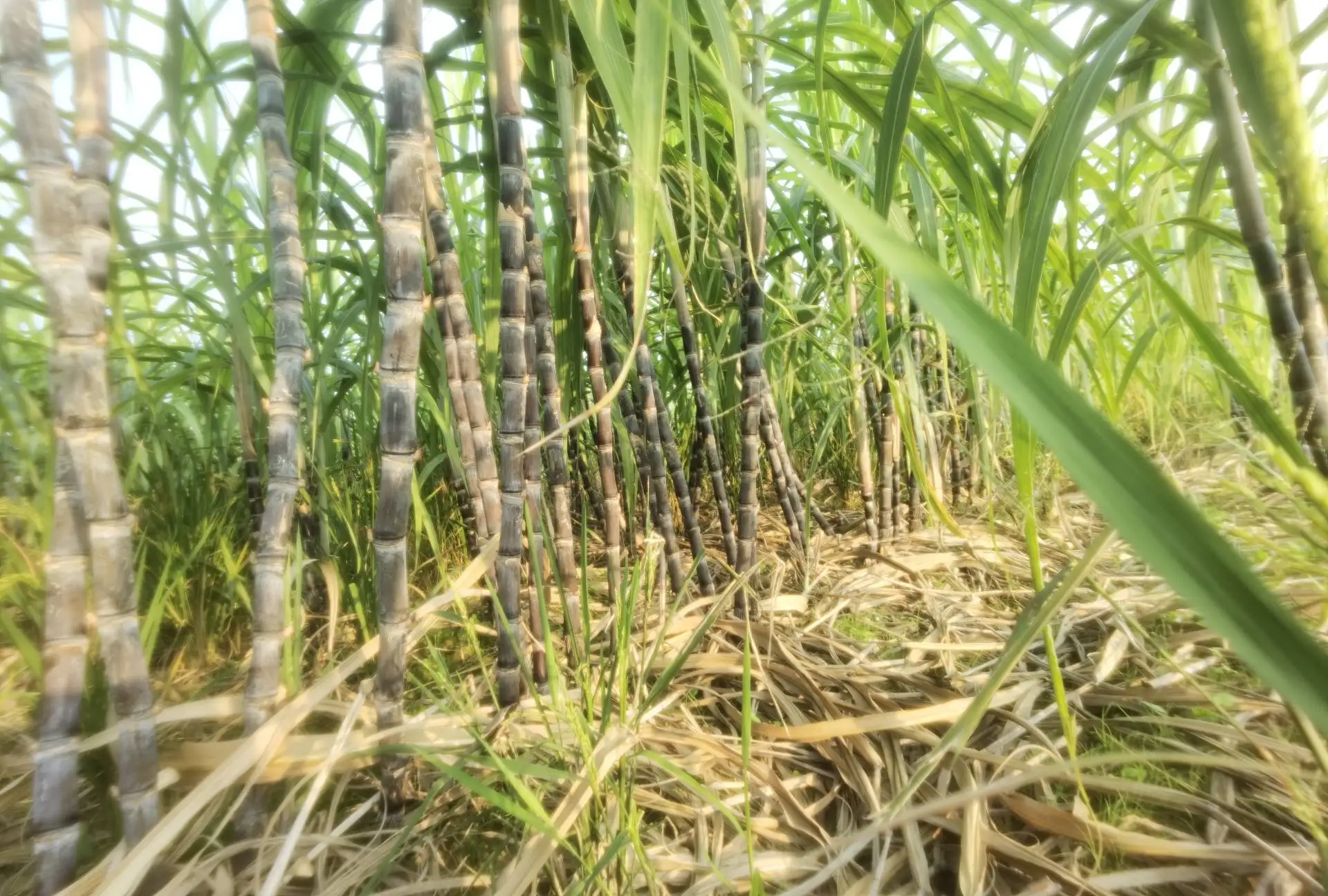 Modified Carbon Fiber Second-Floor Plate for MJX 14303 14304 Hyper GO Drone Upgrade Part
Modified Carbon Fiber Second-Floor Plate for MJX 14303 14304 Hyper GO Drone Upgrade Part