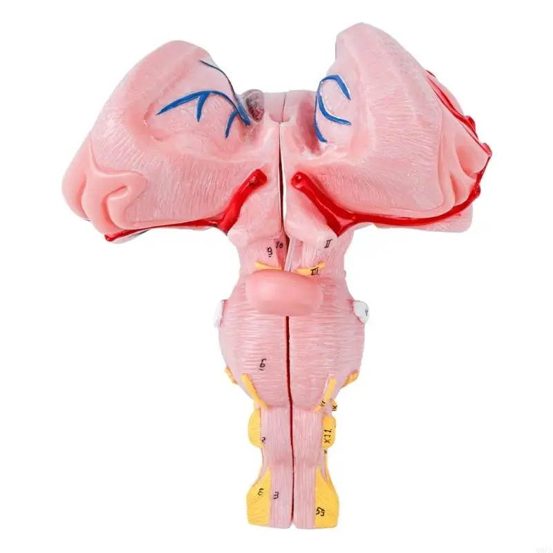Q6PA 3x Magnified Human Stem Anatomical Model for Enhanced Medicals Education and Training Programs PVC Construction
Q6PA 3x Magnified Human Stem Anatomical Model for Enhanced Medicals Education and Training Programs PVC Construction