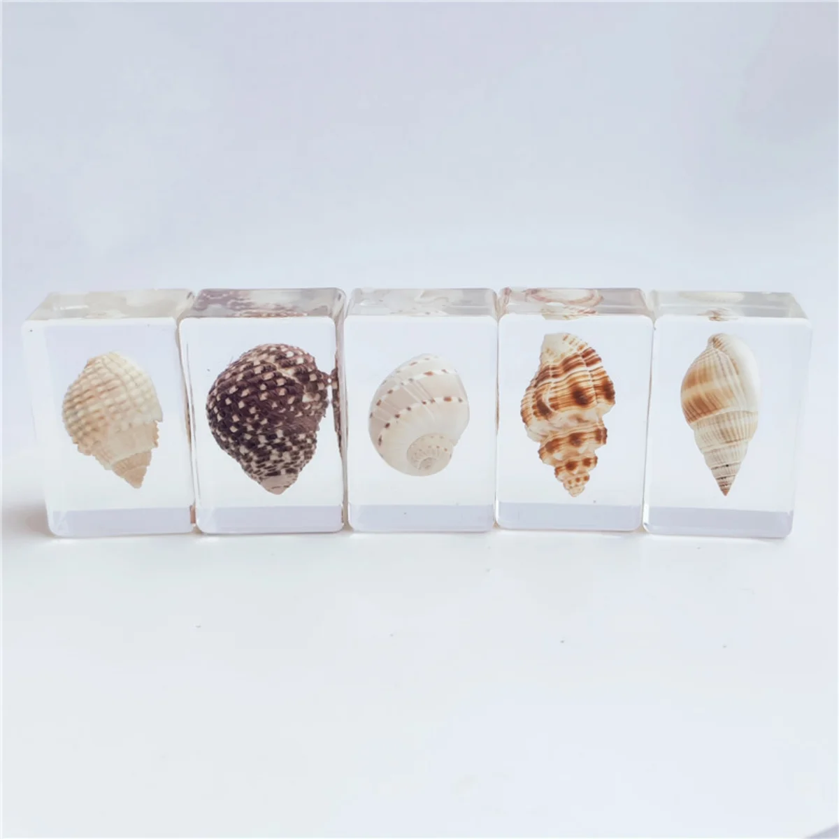 Transparent Natural Conch Specimens Ornaments, Resin Crafts, Creative, Travel, New, 2024
Transparent Natural Conch Specimens Ornaments, Resin Crafts, Creative, Travel, New, 2024