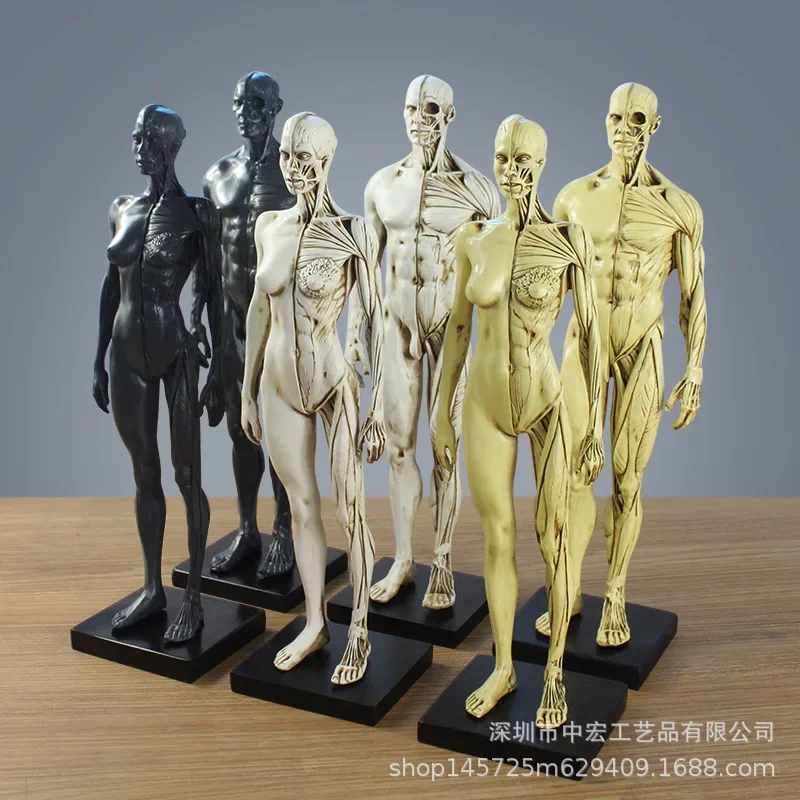 CG reference medical head sculpture painting skull model bust art decorative ornaments of human musculoskeletal anatomy
CG reference medical head sculpture painting skull model bust art decorative ornaments of human musculoskeletal anatomy