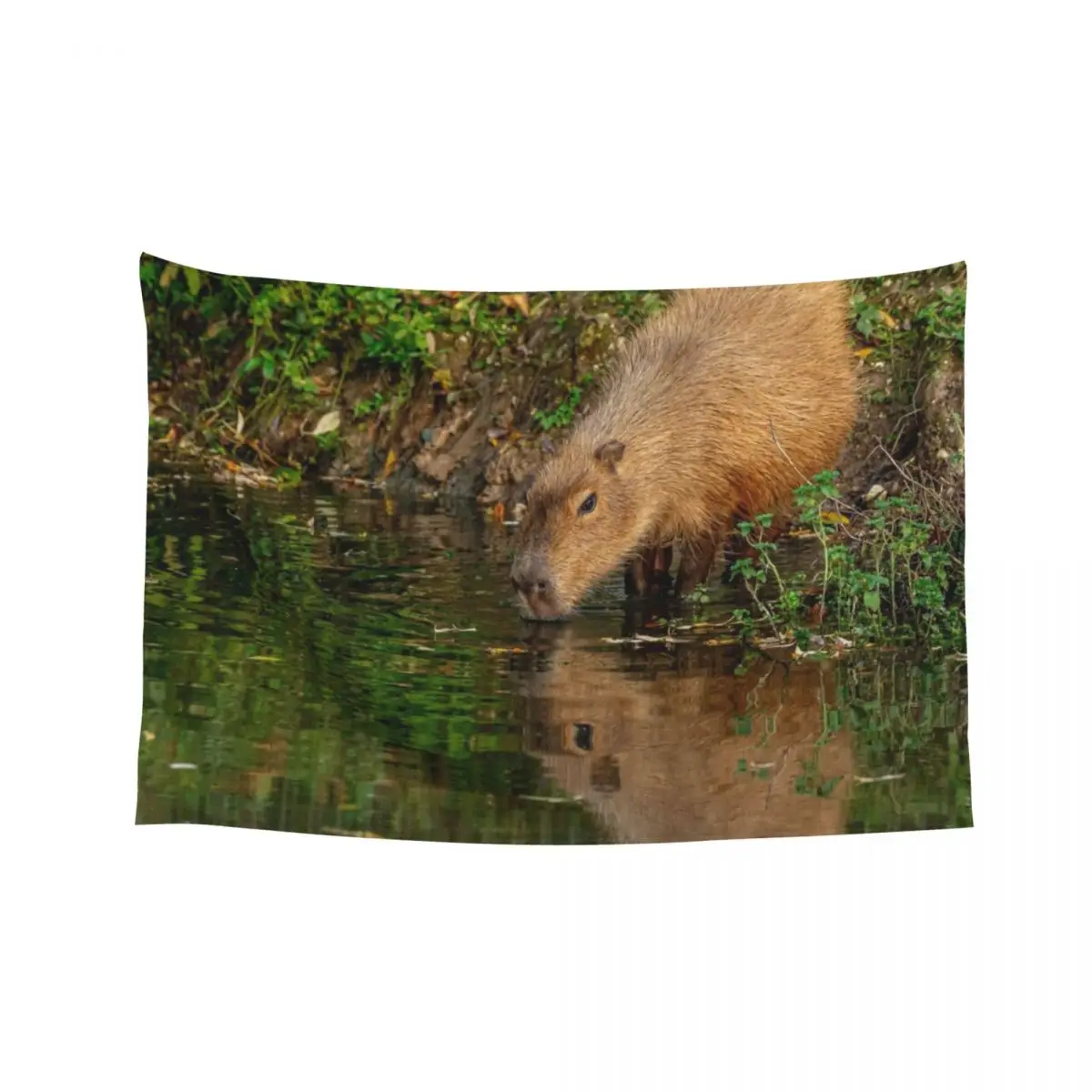 Capybara taking the water Tapestry Aesthetic Home Decor Room Design Room Decorations Aesthetics House Decor Tapestry
Capybara taking the water Tapestry Aesthetic Home Decor Room Design Room Decorations Aesthetics House Decor Tapestry