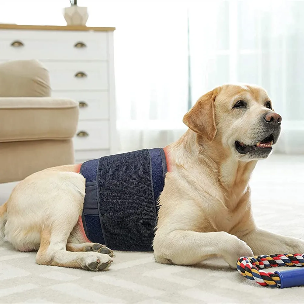 STLFCE FCC RoHS Certified Red Light Theapy Pad Small for Little Pets Cat Dog Treatment Medical Red Light TherapyssDevice
STLFCE FCC RoHS Certified Red Light Theapy Pad Small for Little Pets Cat Dog Treatment Medical Red Light TherapyssDevice