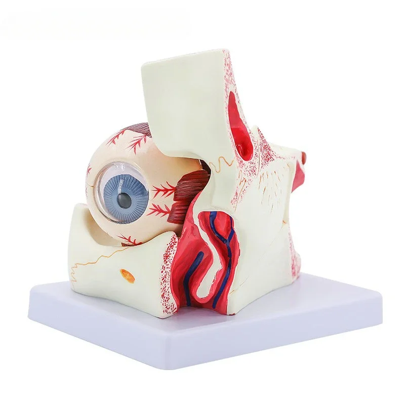 Human Eye and Orbit Enlarged Anatomy Model, Enlarged 3 Times to Show Optic Nerve and Muscles, Cornea, Iris
Human Eye and Orbit Enlarged Anatomy Model, Enlarged 3 Times to Show Optic Nerve and Muscles, Cornea, Iris