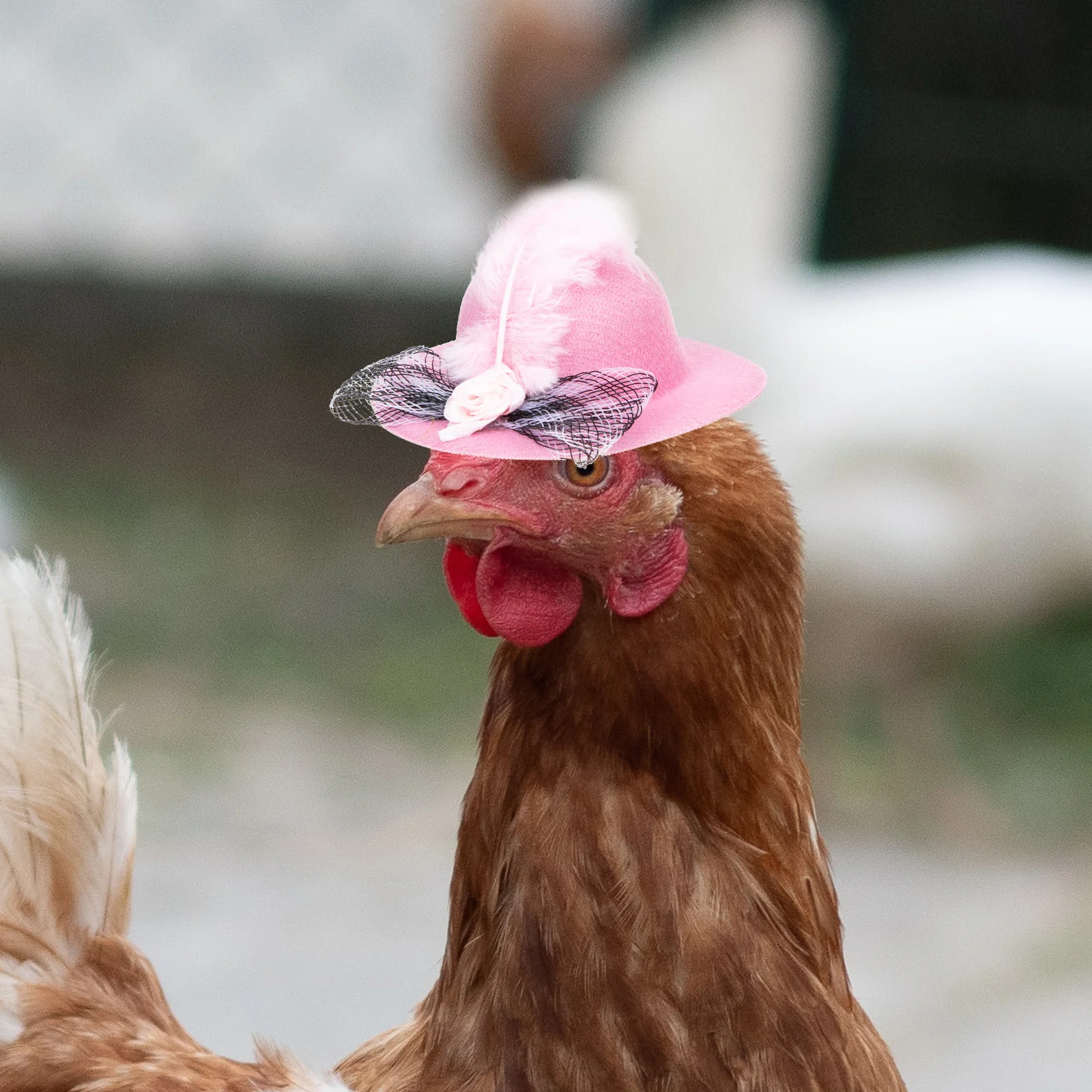 6 Pcs Pet Chicken Hat Adorable Lace Decorative Hen Hat for Christmas Party Photos Elegant Parrot Safe Comfortable Adjustable 
6 Pcs Pet Chicken Hat Adorable Lace Decorative Hen Hat for Christmas Party Photos Elegant Parrot Safe Comfortable Adjustable