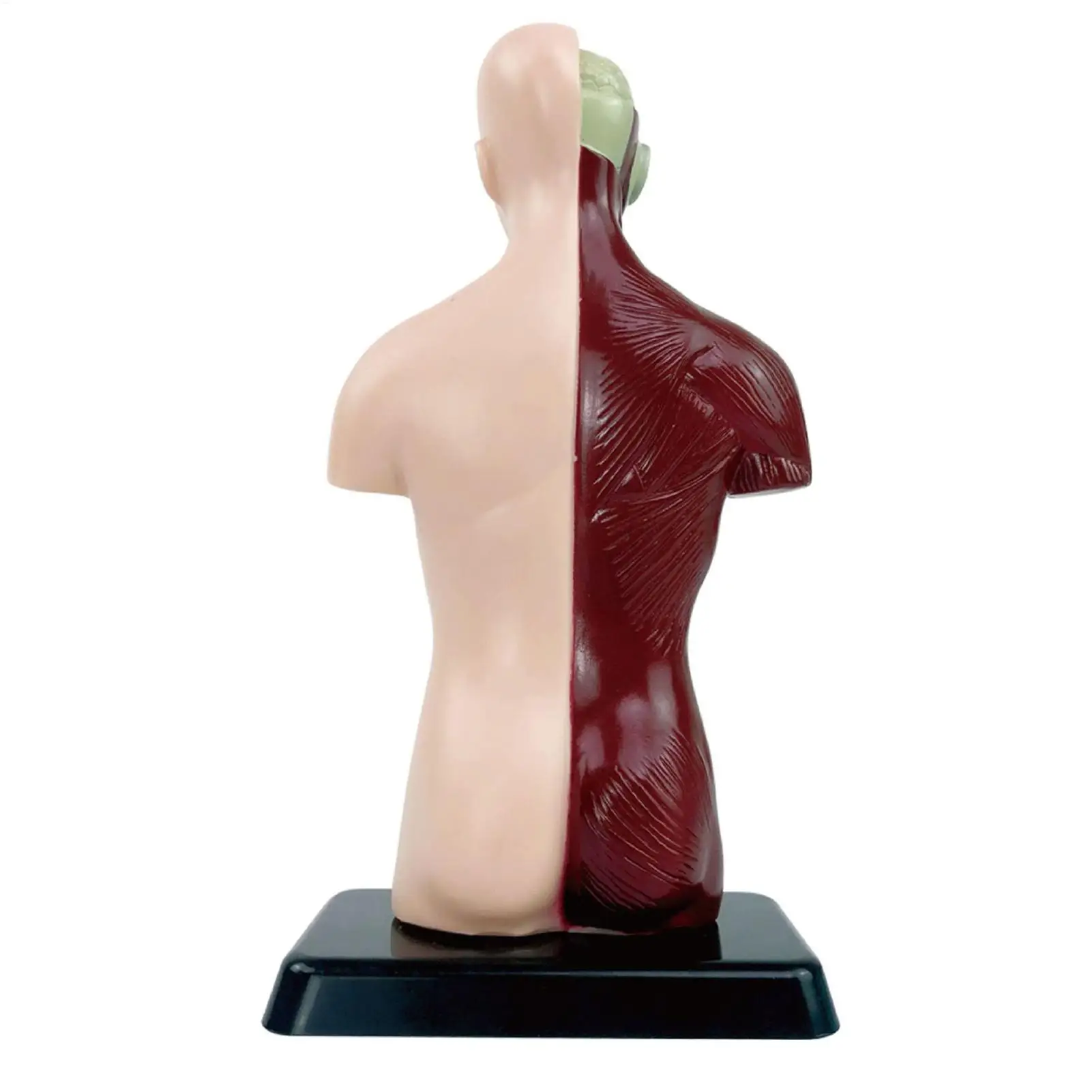 Human Anatomy Model Detachable Realistic Educational Toys Anatomy Models Human Body Figure For Boys Girls Students Home Playroom
Human Anatomy Model Detachable Realistic Educational Toys Anatomy Models Human Body Figure For Boys Girls Students Home Playroom
