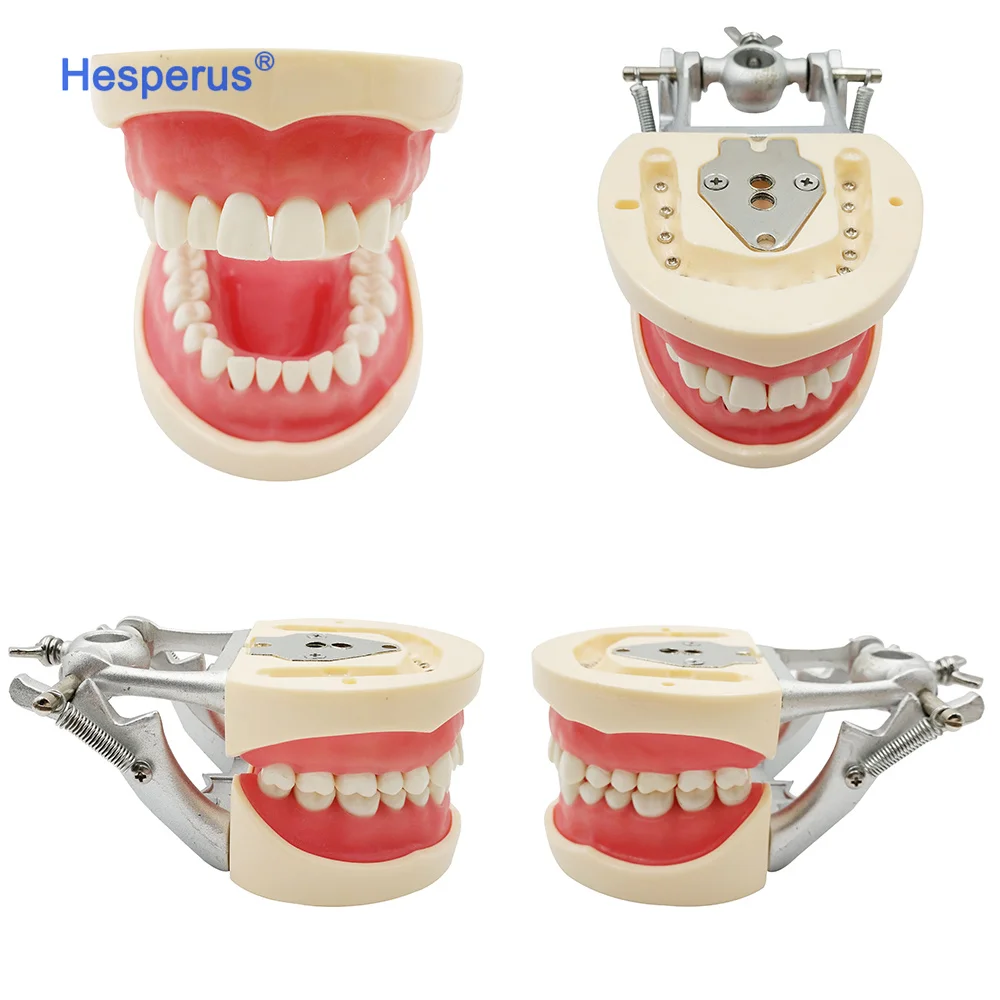 Medical Den tal Human Tooth Hygiene Model For Educational Model Standard Typodont Teeth
Medical Den tal Human Tooth Hygiene Model For Educational Model Standard Typodont Teeth