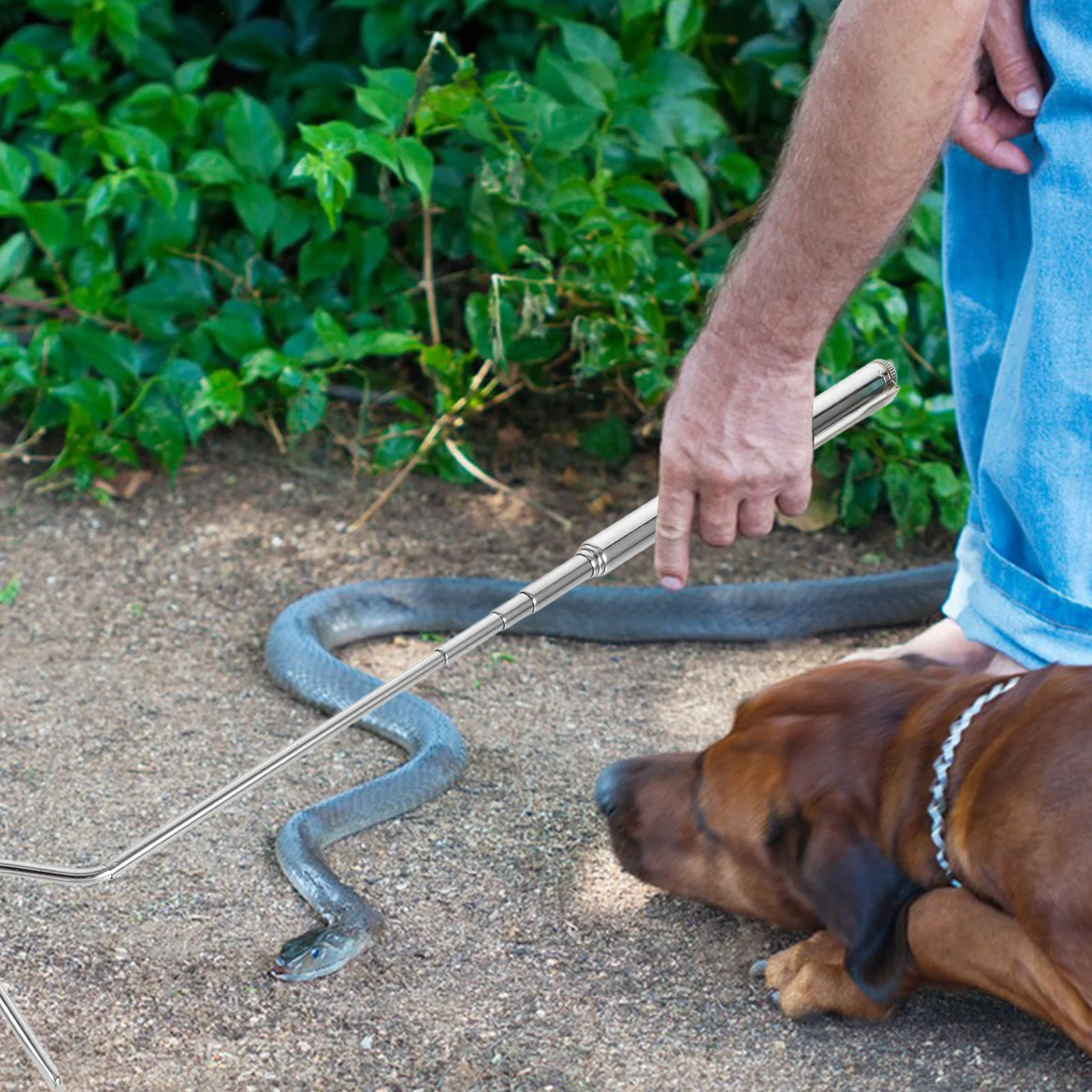 Retractable Stainless Steel Snake Hook for Safe and Handling Portable Reptile Catching Tool Outdoor Survival Gear
Retractable Stainless Steel Snake Hook for Safe and Handling Portable Reptile Catching Tool Outdoor Survival Gear