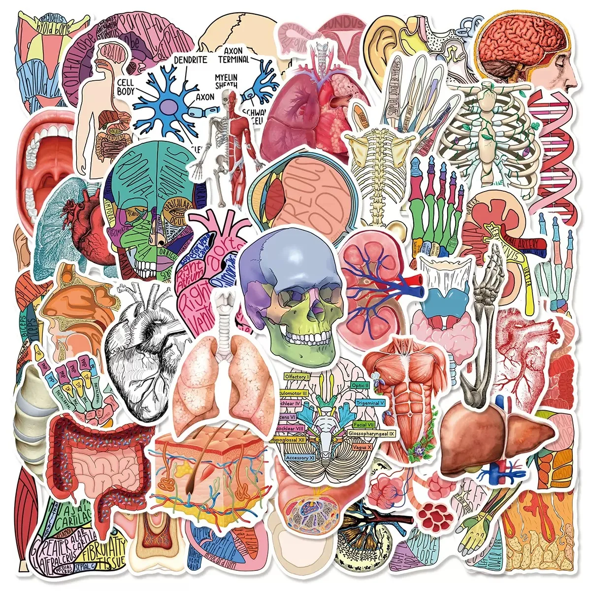 10/50PCS Cartoon Human Organ Medical Anatomy Stickers Decals Toys Decorative Water Bottle Laptop Phone PVC Waterproof Sticker
10/50PCS Cartoon Human Organ Medical Anatomy Stickers Decals Toys Decorative Water Bottle Laptop Phone PVC Waterproof Sticker
