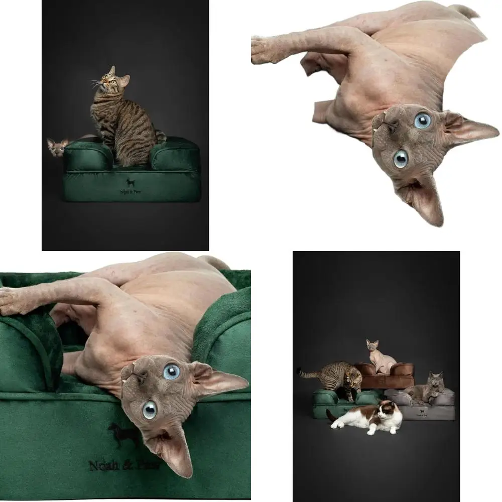 Ортопедическая лежанка для собак из пены с эффектом памяти с гелевым наполнителем, 20x15x8 дюймов, водонепроницаемая, моющаяся лежанка для кошек для использования в помещении
Ортопедическая лежанка для собак из пены с эффектом памяти с гелевым наполнителем, 20x15x8 дюймов, водонепроницаемая, моющаяся лежанка для кошек для использования в помещении