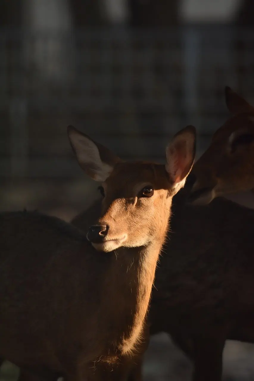 T-Motor CINE60 6S Brushless Motor for Professional FPV & Aerial Cinema, Freestyle Cinewhoop Drone
T-Motor CINE60 6S Brushless Motor for Professional FPV & Aerial Cinema, Freestyle Cinewhoop Drone