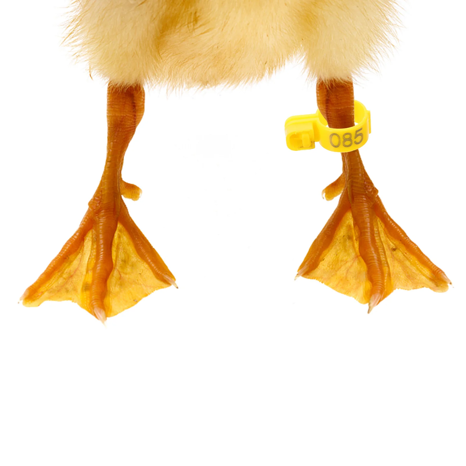 100Pcs Reusable Plastic Chicken Leg Rings Poultry Foot Bands Identification Tags for Poultry Birds Chicken Leg Bands
100Pcs Reusable Plastic Chicken Leg Rings Poultry Foot Bands Identification Tags for Poultry Birds Chicken Leg Bands