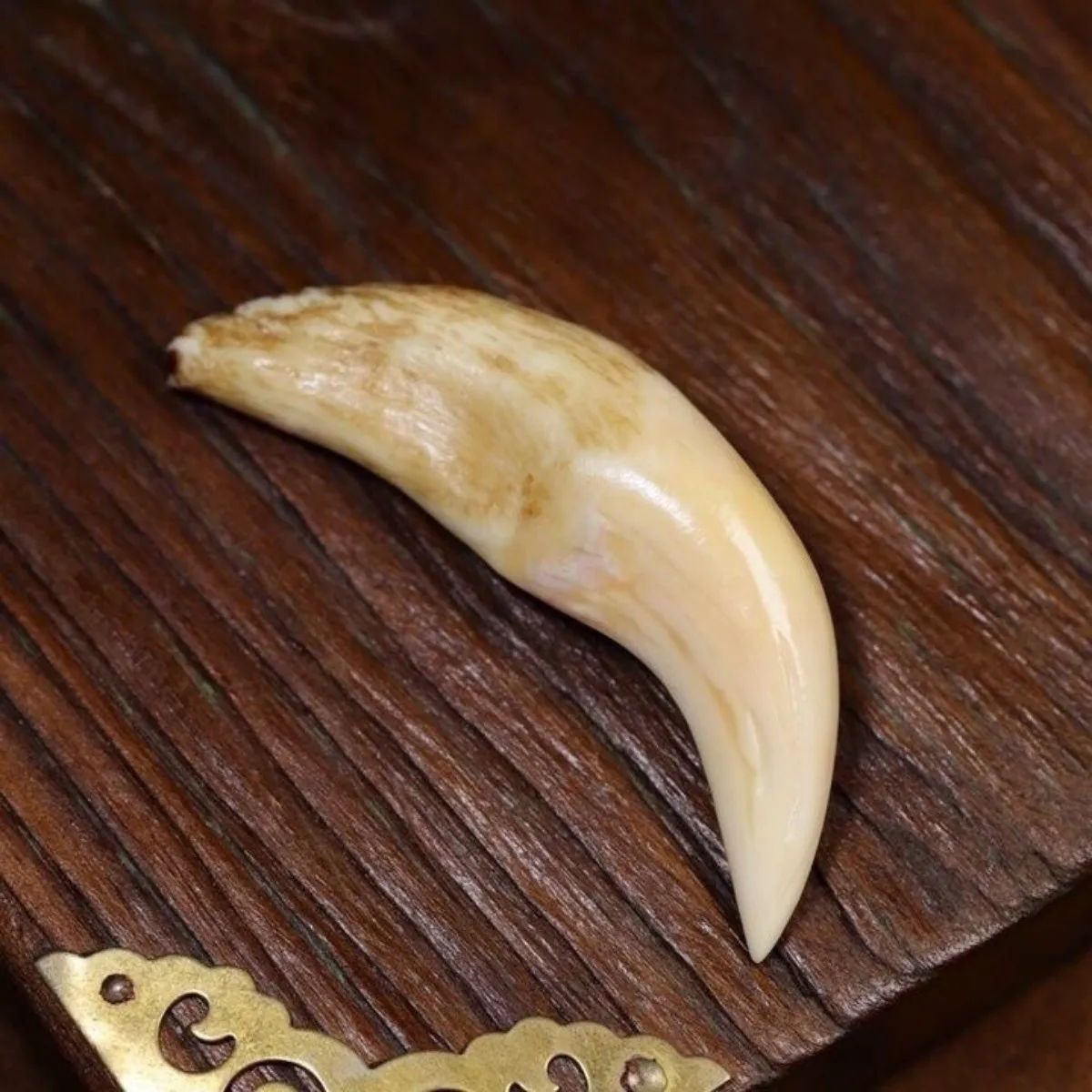 Authentic Camel Tooth Pendant, Antique Camel Tooth Pendant, Large Plain Camel Tooth Antique Tooth Product Pendant, Collection.
Authentic Camel Tooth Pendant, Antique Camel Tooth Pendant, Large Plain Camel Tooth Antique Tooth Product Pendant, Collection.