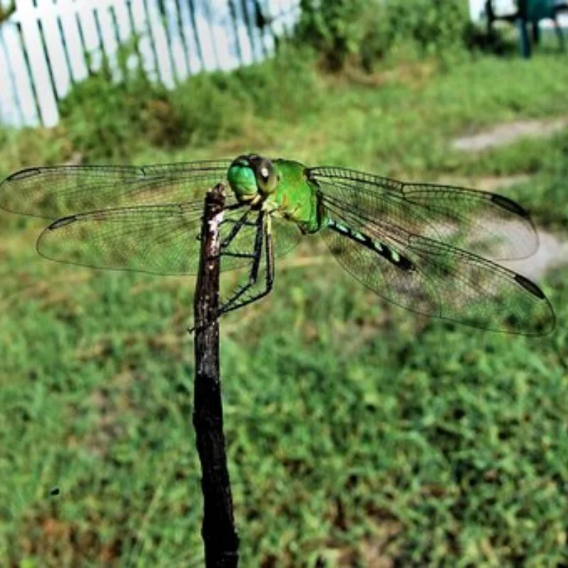 ДЛЯ 1/10 Tamiya M Car RC Flat Run Drift Универсальный MJX 1/14 раллийный автомобиль 60D колесо шины W246
ДЛЯ 1/10 Tamiya M Car RC Flat Run Drift Универсальный MJX 1/14 раллийный автомобиль 60D колесо шины W246