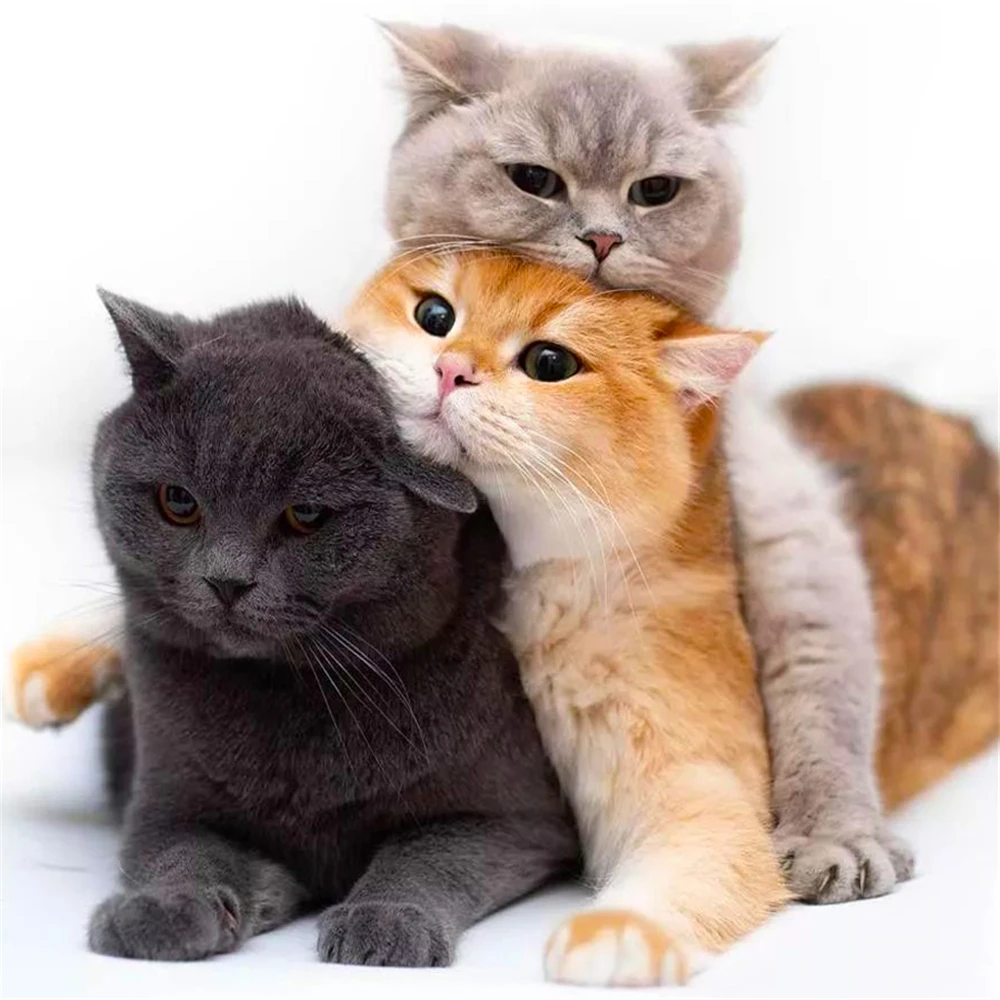 Animal Cat Printed Fabric 11CT Cross Stitch DIY Embroidery Complete Kit DMC Threads Knitting Craft Hobby Sewing Adults
Animal Cat Printed Fabric 11CT Cross Stitch DIY Embroidery Complete Kit DMC Threads Knitting Craft Hobby Sewing Adults
