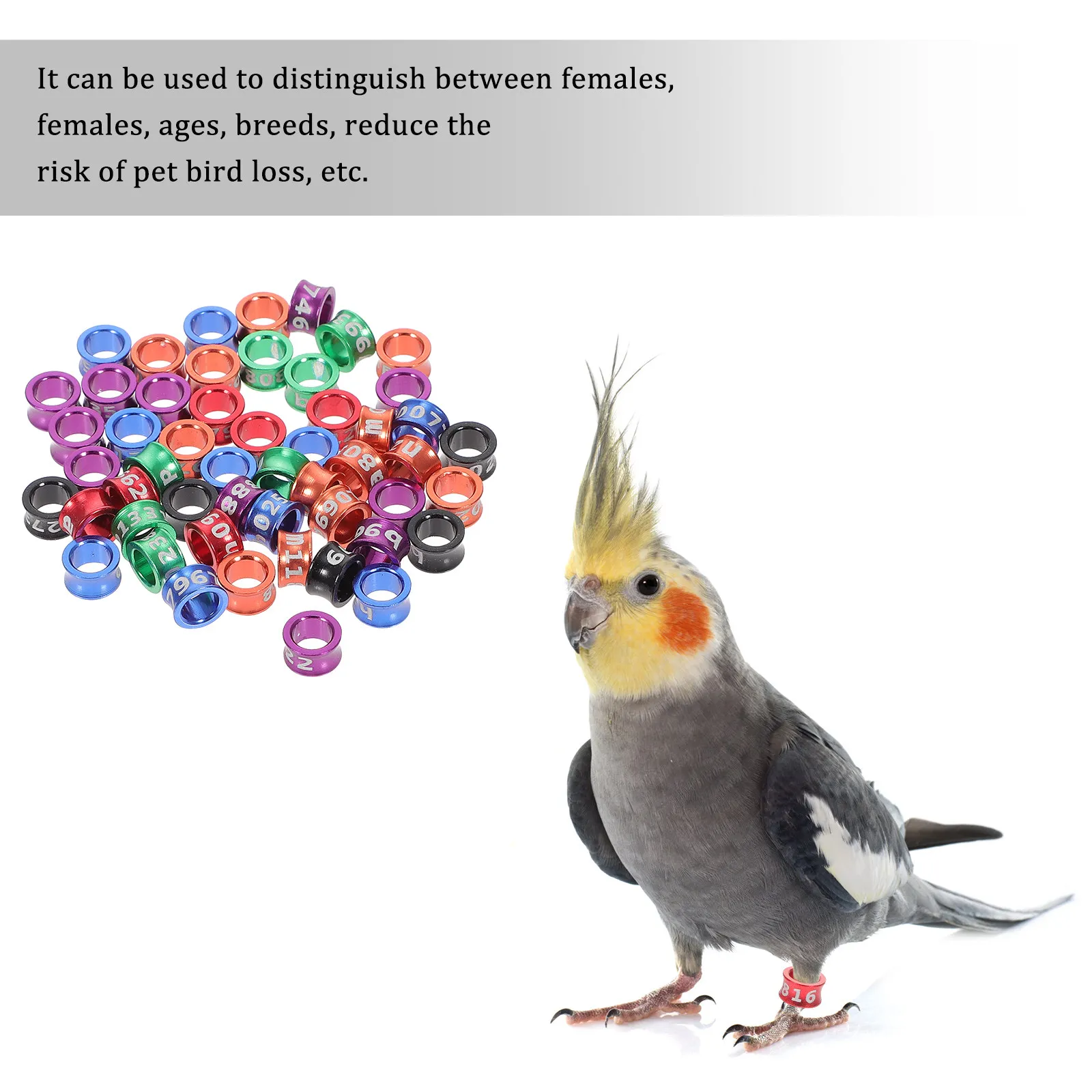 50Pcs Closed Bird Foot Band Rings Smooth Surface Lightweight Alloy for Parrot Cockatiel Canary Racing Pigeons Homing Pigeon Leg
50Pcs Closed Bird Foot Band Rings Smooth Surface Lightweight Alloy for Parrot Cockatiel Canary Racing Pigeons Homing Pigeon Leg