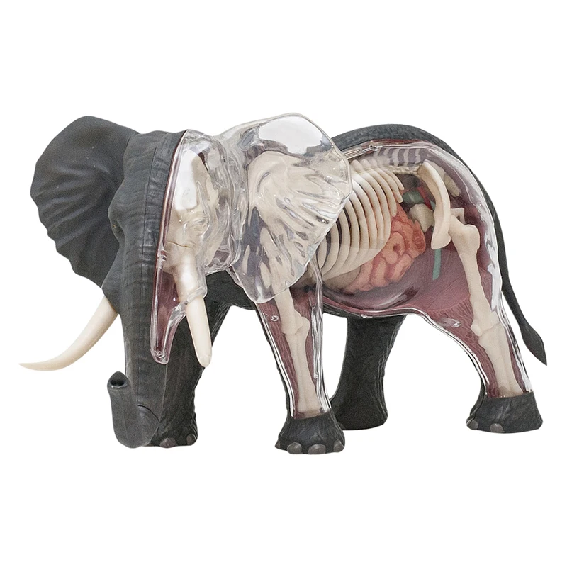 4D модель слона Vision, 29 части, съемные органы и тело, головоломка с животными, собранная своими руками анатомическая модель
4D модель слона Vision, 29 части, съемные органы и тело, головоломка с животными, собранная своими руками анатомическая модель