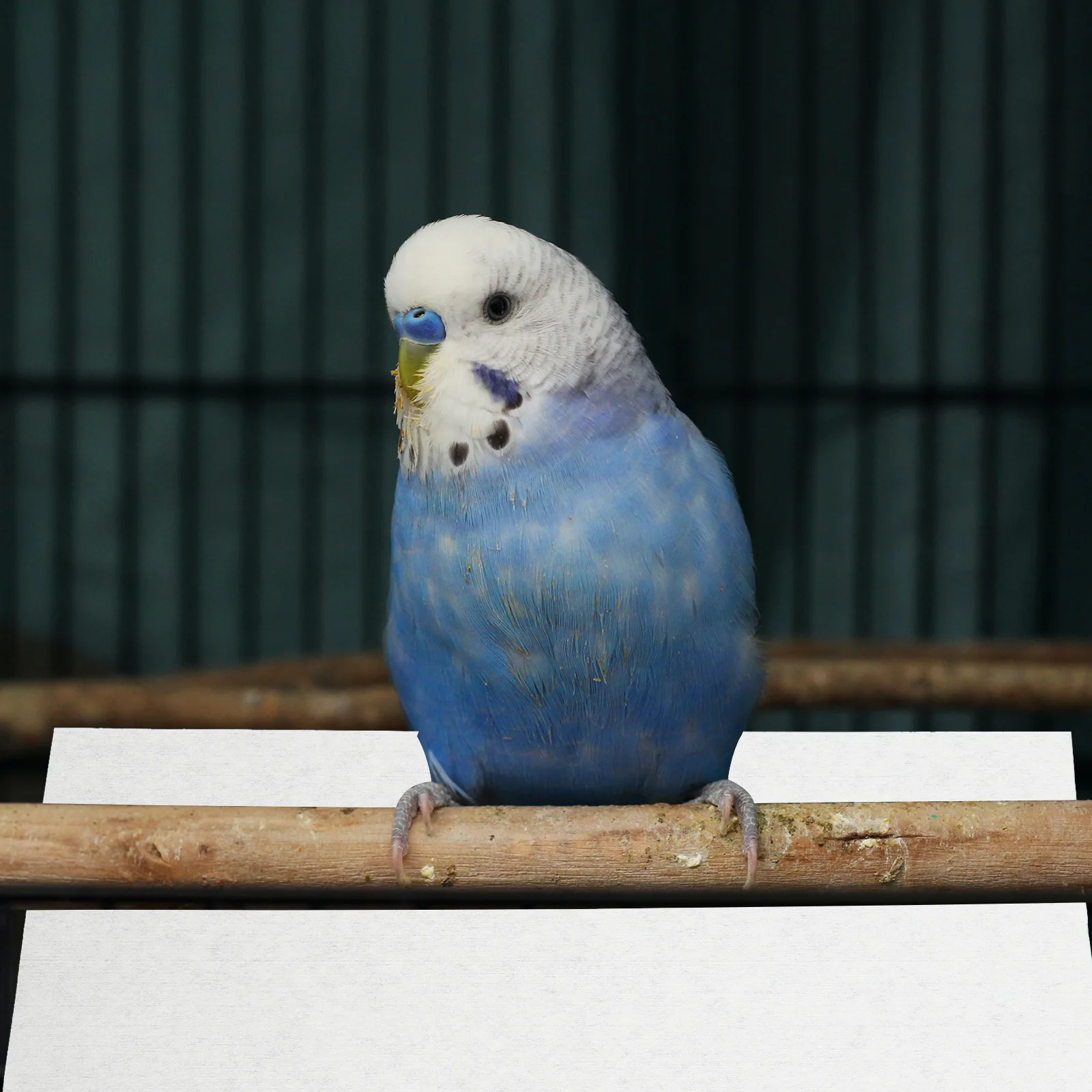 100pcs Disposable Water Absorbing Mat Bird Cage Liner Non Woven Cloth Pet Parrot Cage Accessories Thick Smooth Safe Material
100pcs Disposable Water Absorbing Mat Bird Cage Liner Non Woven Cloth Pet Parrot Cage Accessories Thick Smooth Safe Material