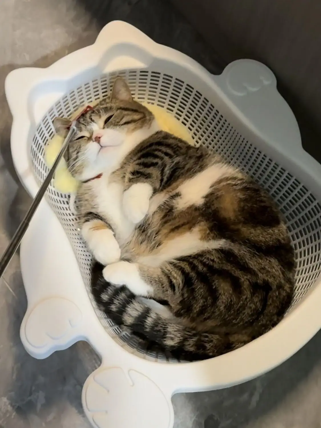 Vegetable Basket Cat Nest Summer Breathable Cool Cooling Cat Bed Thickened Comfortable Scratchable Mat Washable Pet Supplies
Vegetable Basket Cat Nest Summer Breathable Cool Cooling Cat Bed Thickened Comfortable Scratchable Mat Washable Pet Supplies