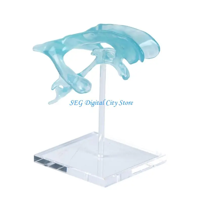 U75B Ventricle Demonstration Tool Including Acrylic Stand for Teaching Applications Clear Cerebral Ventricle Model
U75B Ventricle Demonstration Tool Including Acrylic Stand for Teaching Applications Clear Cerebral Ventricle Model