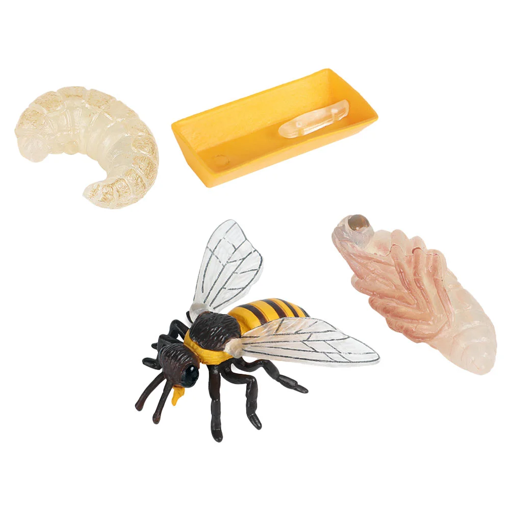 Bee Growth Cycle Toy Model Decoration Educational Supplies Kids Cognitive Toys Child
Bee Growth Cycle Toy Model Decoration Educational Supplies Kids Cognitive Toys Child