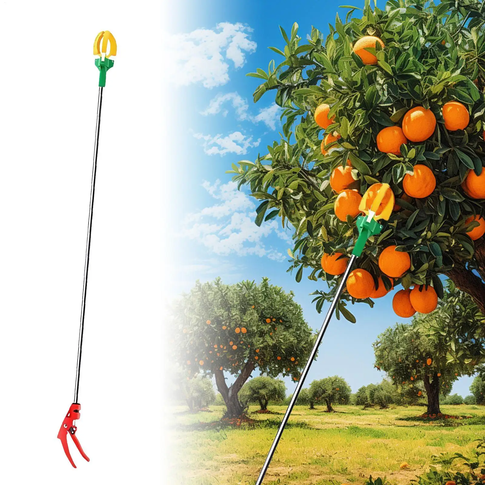 Полюс для сбора фруктов с тремя когтями, телескопическая функция резки ветвей, ручной ловец урожая для домашнего сада
Полюс для сбора фруктов с тремя когтями, телескопическая функция резки ветвей, ручной ловец урожая для домашнего сада