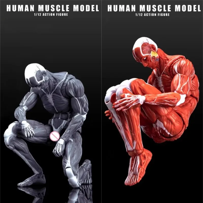 Human Muscle Model 1/12 Scale Male Super Flexible Articulated Muscle Joint Body 6" Soldier Doll Anatomy Painting Collection
Human Muscle Model 1/12 Scale Male Super Flexible Articulated Muscle Joint Body 6" Soldier Doll Anatomy Painting Collection