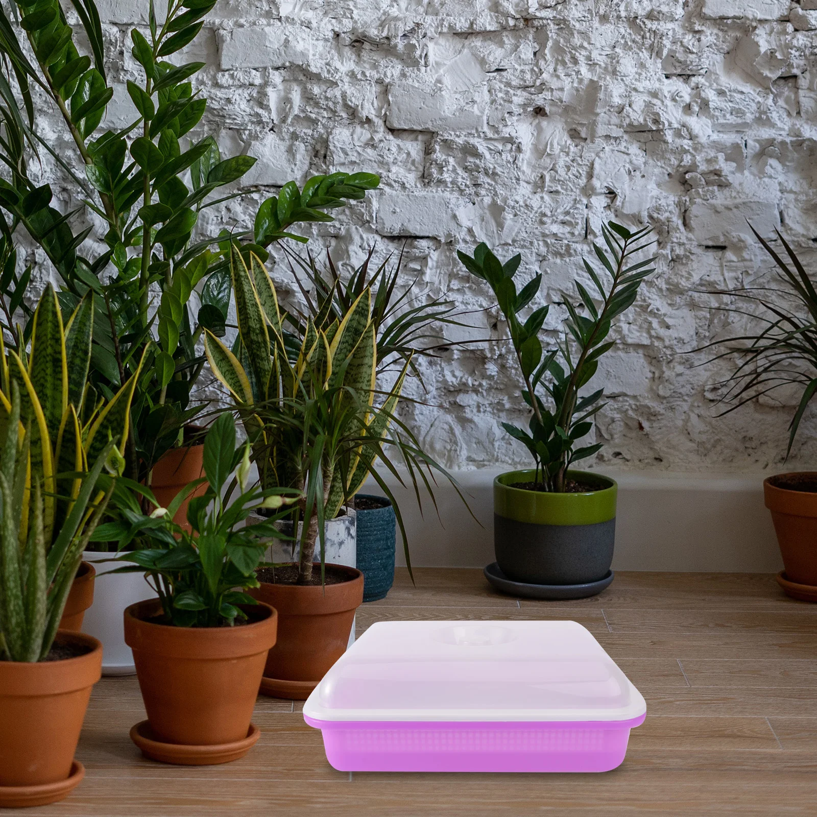 Premium Sprouter Tray with Lid for Soilless Hydroponic Nursery Growing Vegetables At Home Fast Germination Plant Growth Planter
Premium Sprouter Tray with Lid for Soilless Hydroponic Nursery Growing Vegetables At Home Fast Germination Plant Growth Planter