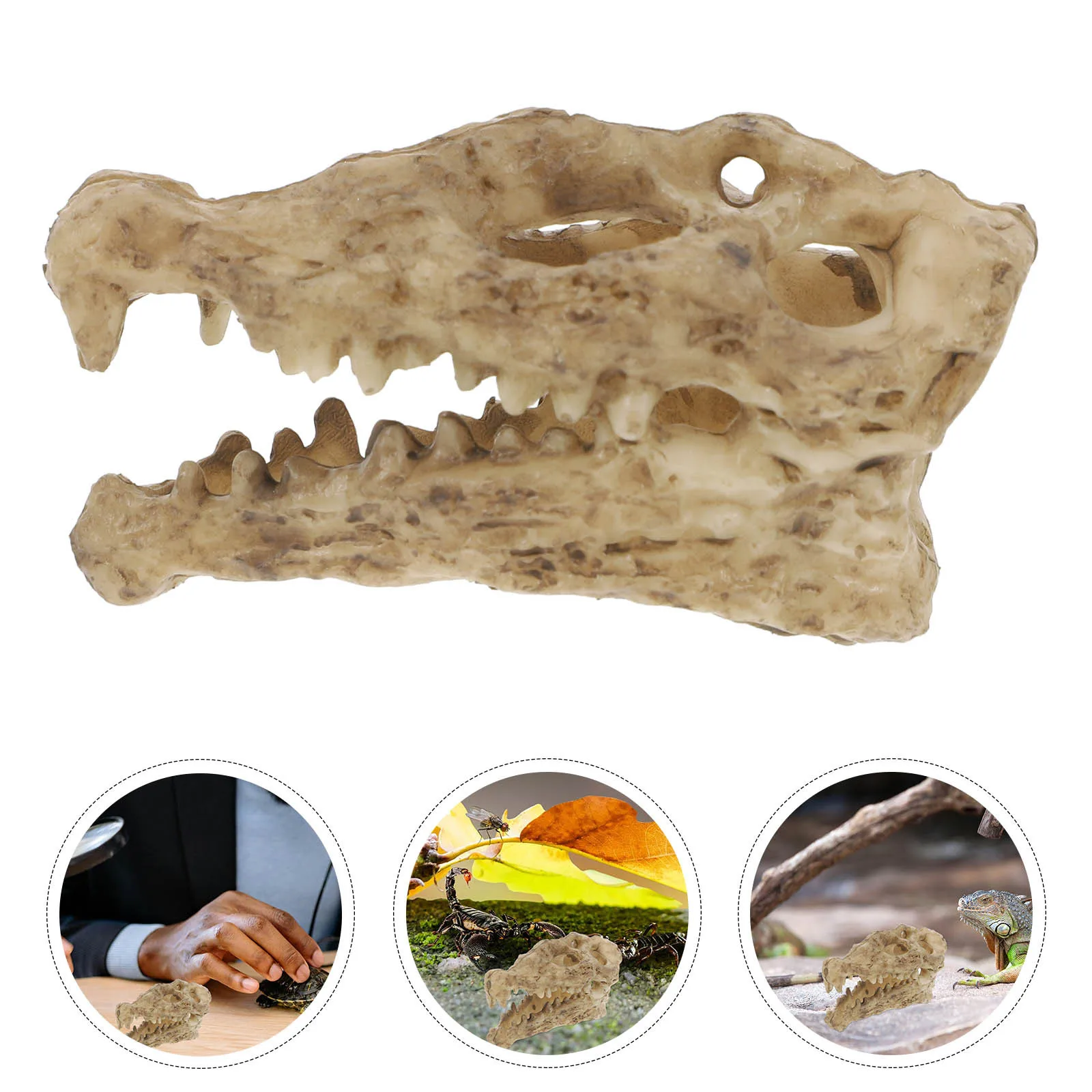 Crocodile Skull Ornament Resin Aquarium Cave Reptile Tank Decor Betta Fish Hideout Turtle Habitat Lizard Breeding Box
Crocodile Skull Ornament Resin Aquarium Cave Reptile Tank Decor Betta Fish Hideout Turtle Habitat Lizard Breeding Box