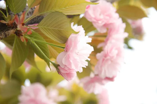 For MJX Hyper Go RC Car Upgrade Parts 1/14 Scale 14211/14210 H14BM Front Back Gear Differential Kit
For MJX Hyper Go RC Car Upgrade Parts 1/14 Scale 14211/14210 H14BM Front Back Gear Differential Kit