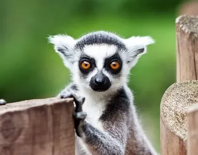 BETAFPV LiteRadio 3 Radio 8CH 2.4GHz Transmitter Support ELRS Frsky Bayang Protocol for Beginner Racing Drone
BETAFPV LiteRadio 3 Radio 8CH 2.4GHz Transmitter Support ELRS Frsky Bayang Protocol for Beginner Racing Drone