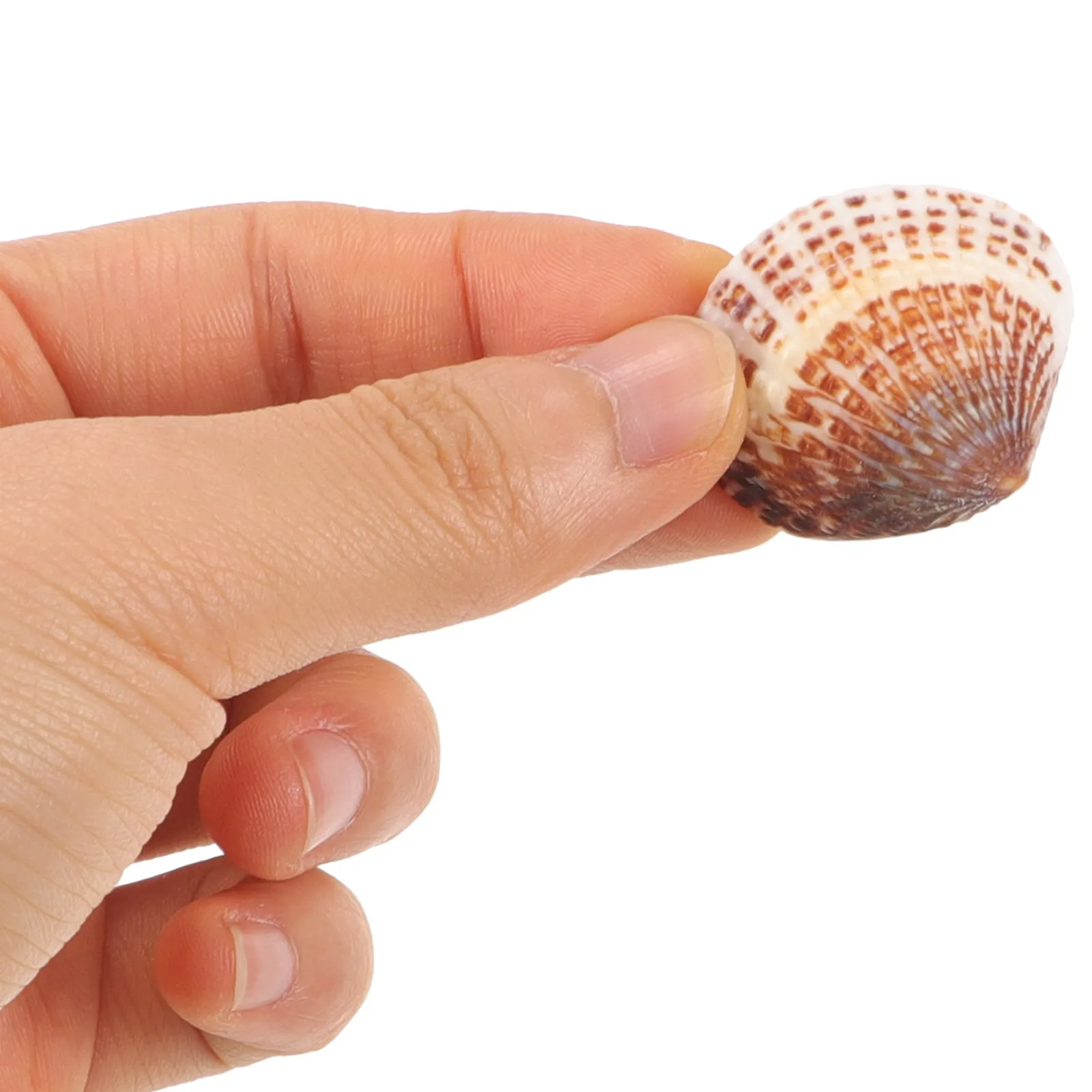 1 Bag Small Natural Clam Shells Seashells for DIY Craft Material Aquarium and Home Decor Shells for Crafting Small Seashells
1 Bag Small Natural Clam Shells Seashells for DIY Craft Material Aquarium and Home Decor Shells for Crafting Small Seashells