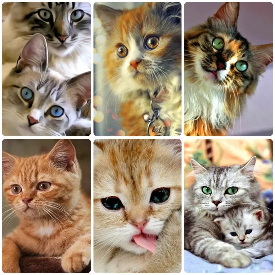 DIY Realistic Fluffy Cat Jigsaw Puzzle, Cute Kittens with Expressive Eyes and Adorable Moments Puzzles Educational Reative Gifts
DIY Realistic Fluffy Cat Jigsaw Puzzle, Cute Kittens with Expressive Eyes and Adorable Moments Puzzles Educational Reative Gifts