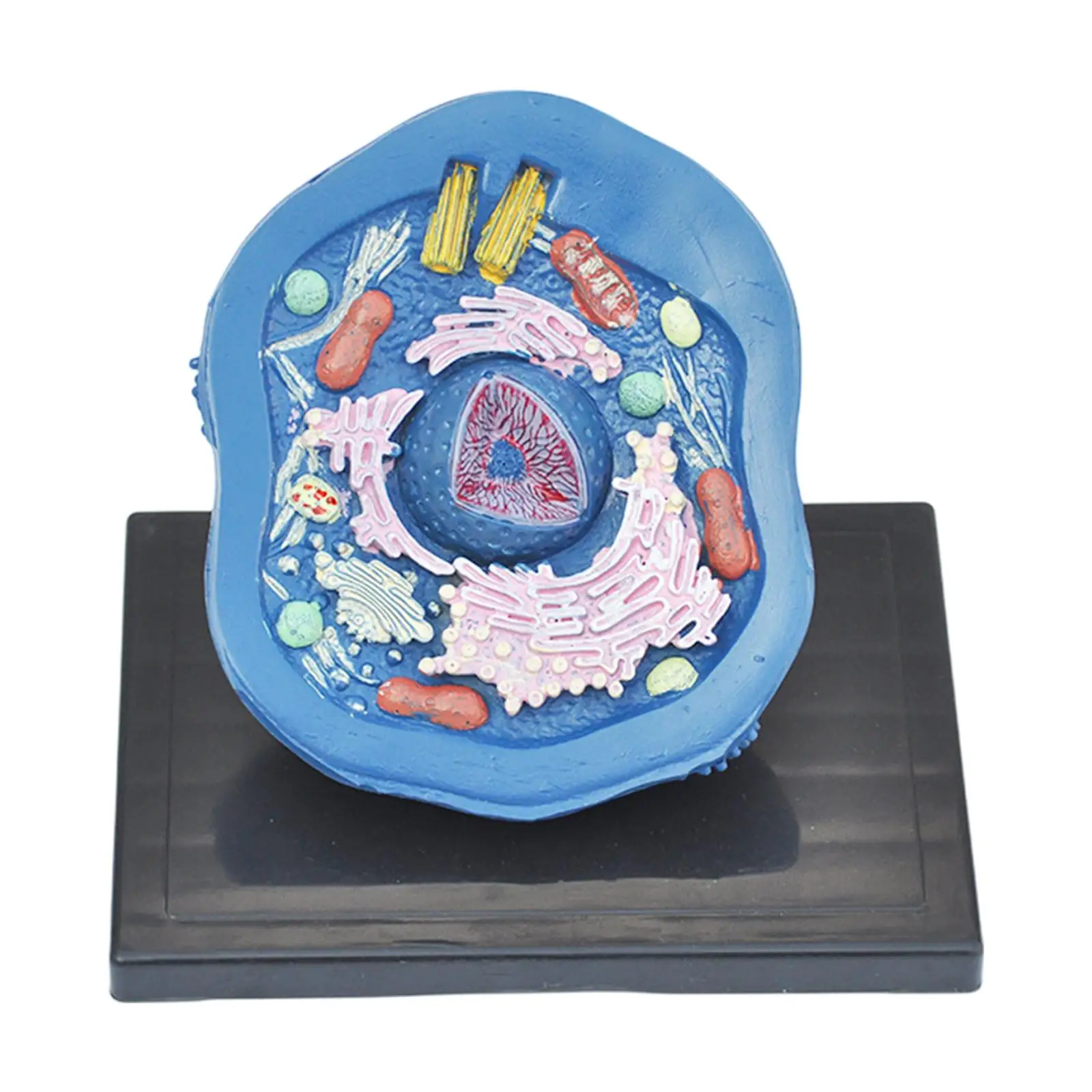 Cell Anatomy Model Clearly Experimental Model Anatomical Model Teaching Model Biology Science Projects for Classroom Learning
Cell Anatomy Model Clearly Experimental Model Anatomical Model Teaching Model Biology Science Projects for Classroom Learning
