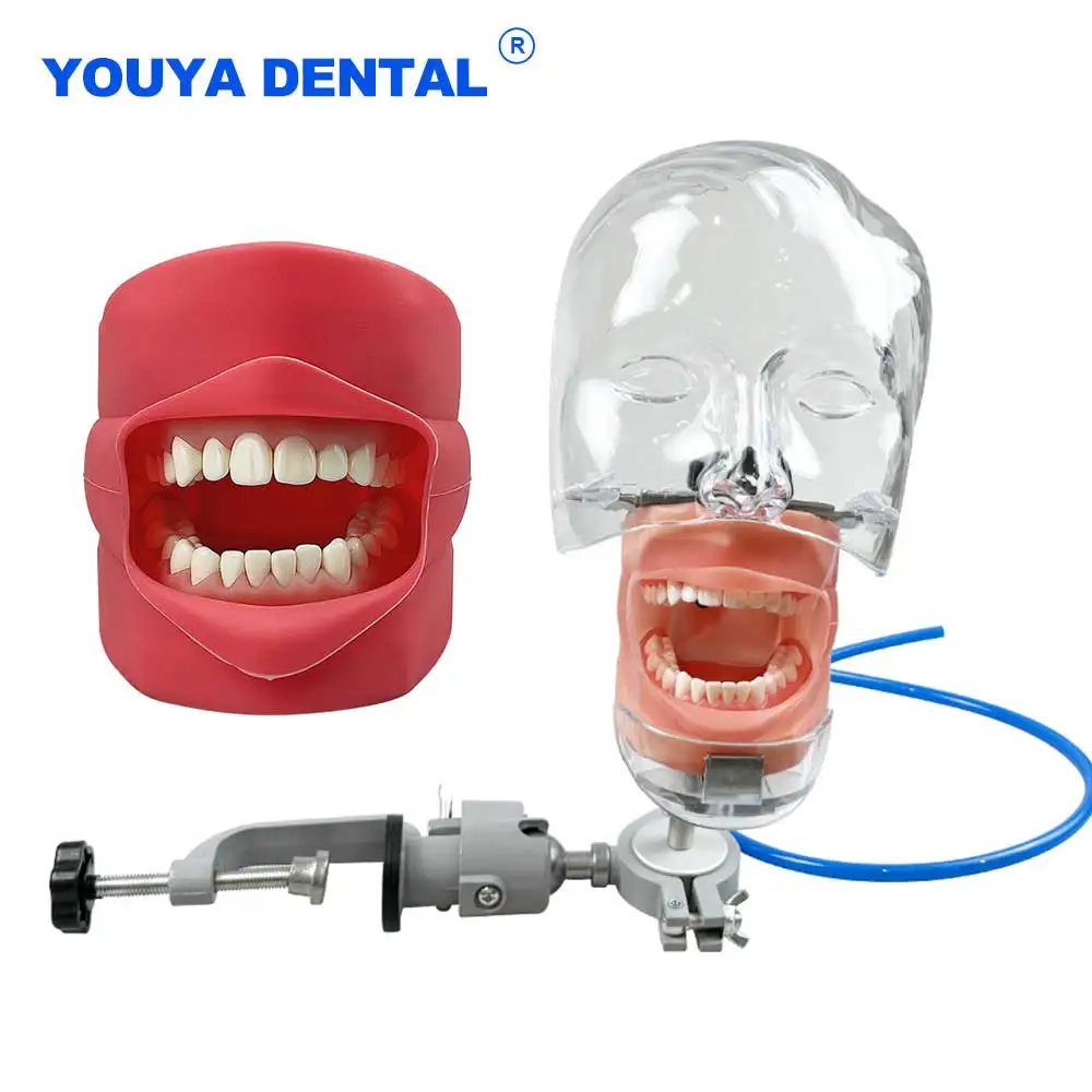 Стоматологический простой манекен в режиме головы, фантомный с зубами, техническая практика, обучение, обучение для стоматолога с демонстрацией зубов
Стоматологический простой манекен в режиме головы, фантомный с зубами, техническая практика, обучение, обучение для стоматолога с демонстрацией зубов