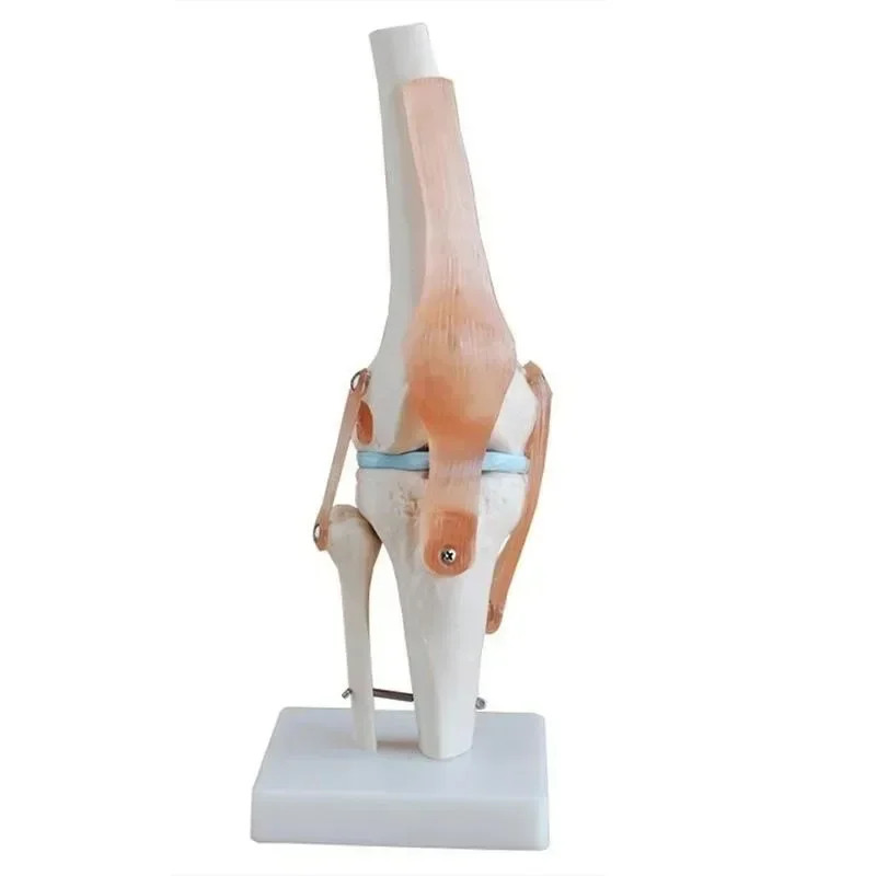 Anatomy 1:1 Life size Human Knee Joint Ligament Anatomical Model Medical Science Teaching Resources
Anatomy 1:1 Life size Human Knee Joint Ligament Anatomical Model Medical Science Teaching Resources