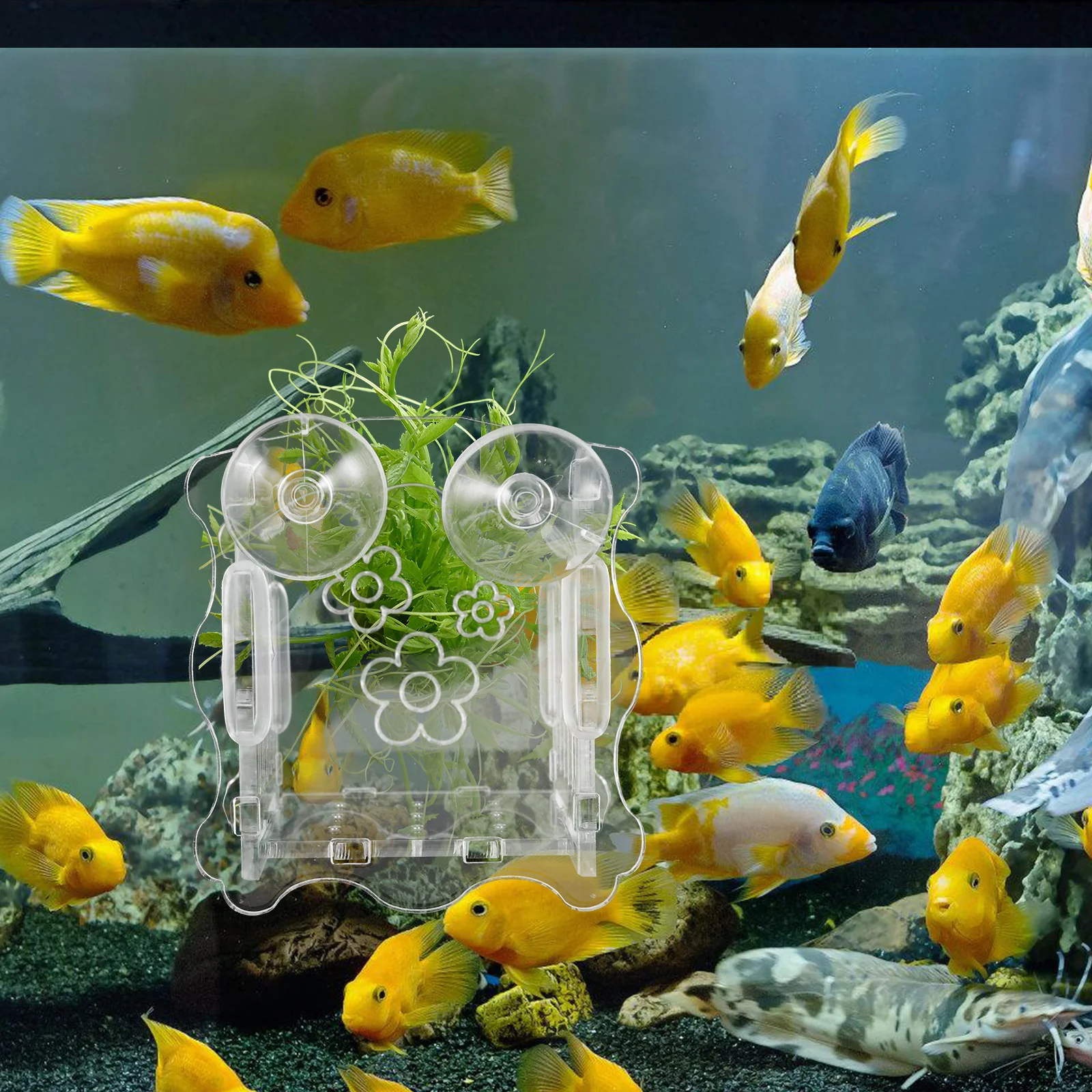 Fish Tank Aquarium Planter Acrylic Clear Planting Cup Aquarium Water Plant Holder Reusable Planter for Aquatic Plants Breeding 
Fish Tank Aquarium Planter Acrylic Clear Planting Cup Aquarium Water Plant Holder Reusable Planter for Aquatic Plants Breeding