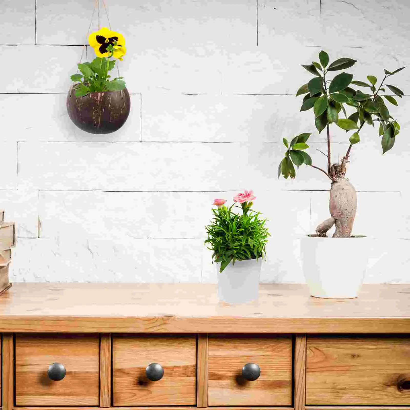 Coconut Shell Flowerpot Wall Mount Basket Hanging Baskets for Plants Outdoor Storage Planter Decor Balcony Holder
Coconut Shell Flowerpot Wall Mount Basket Hanging Baskets for Plants Outdoor Storage Planter Decor Balcony Holder