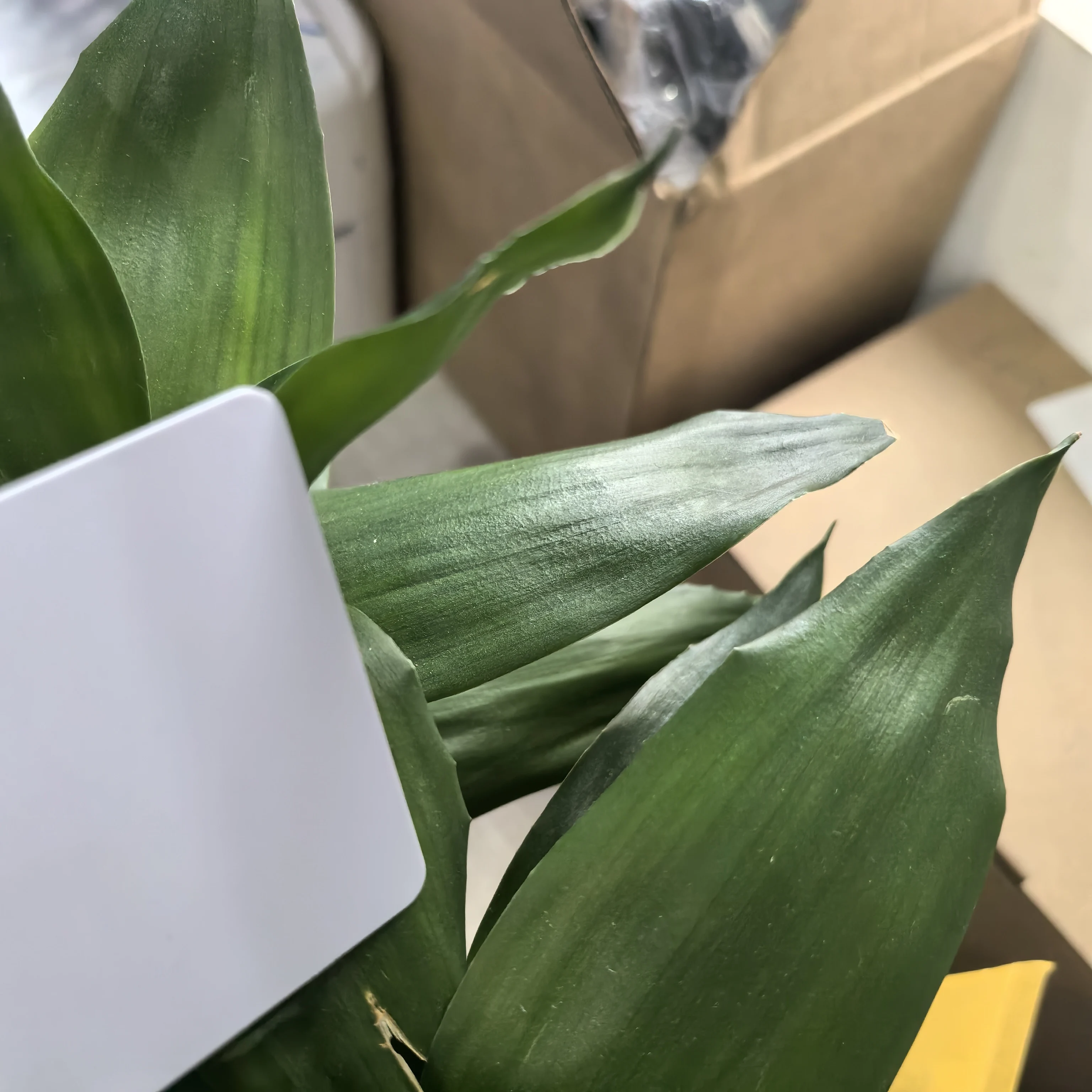 10pcs High Glossy Blank PVC Business Card Design Logo Name Thank You ID Card Waterproof and Double Sided Printing NOT NFC Cards
10pcs High Glossy Blank PVC Business Card Design Logo Name Thank You ID Card Waterproof and Double Sided Printing NOT NFC Cards