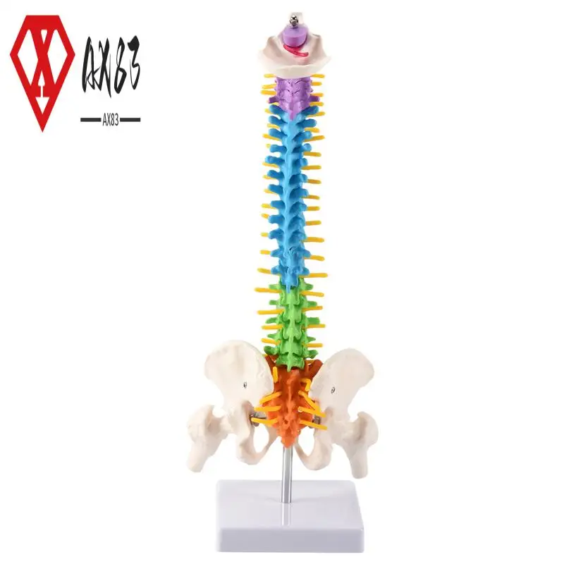 AX83-45Cm With Pelvic Human Anatomical Anatomy Spine Spinal Column Model Teaching Resources For Students
AX83-45Cm With Pelvic Human Anatomical Anatomy Spine Spinal Column Model Teaching Resources For Students