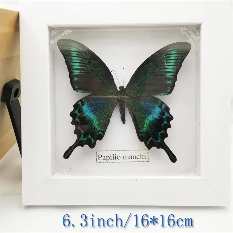 Fixed Spread Wings Butterfly Real Specimens Photo Frame Indoor Decoration Home Decorations Insect Sample Figurines Desk Decor
Fixed Spread Wings Butterfly Real Specimens Photo Frame Indoor Decoration Home Decorations Insect Sample Figurines Desk Decor