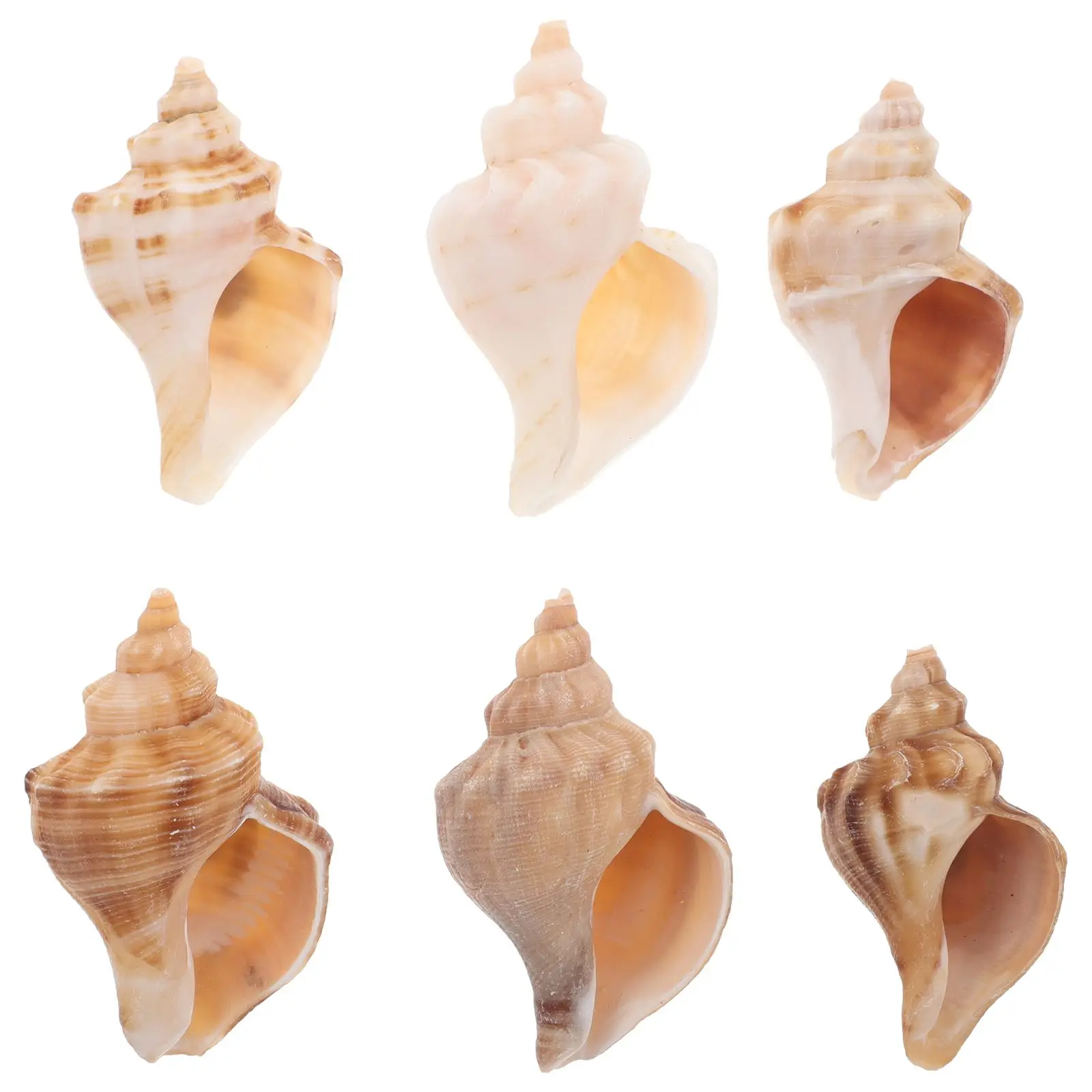 6 Pcs Conch Shell Crab Decor Fish Tank Decorations Ocean Natural Shells Seashell Supplies Student
6 Pcs Conch Shell Crab Decor Fish Tank Decorations Ocean Natural Shells Seashell Supplies Student