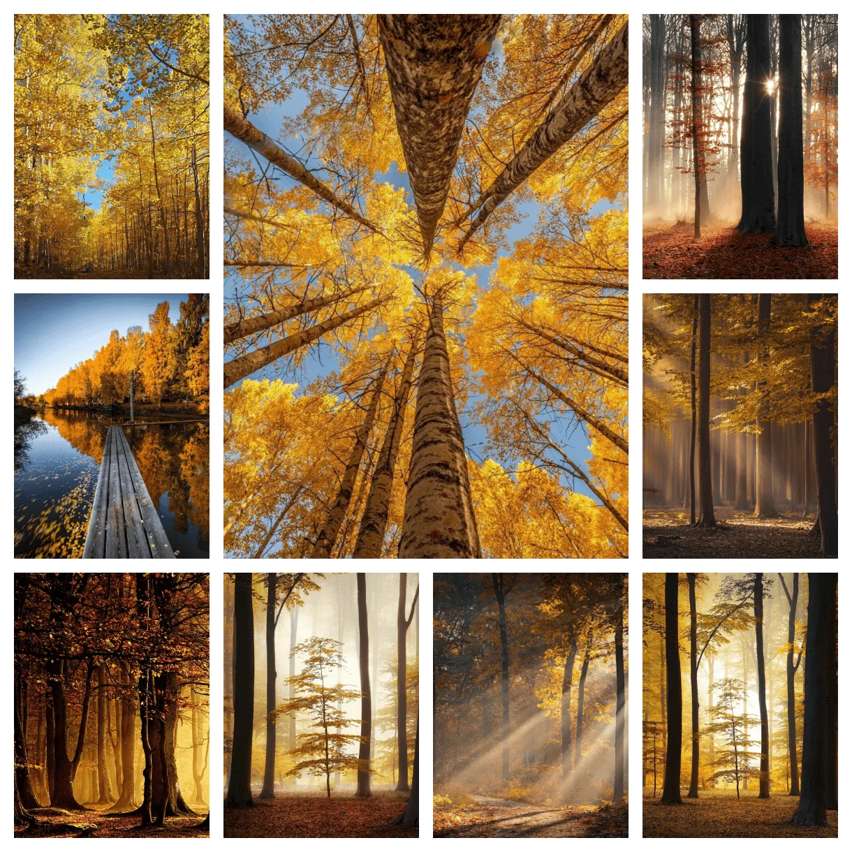 5D DIY Golden Autumn Forest Scenery AB Diamond Painting Kit Full Diamond Art Wall Sticker Cross Stitch Home Decor Gift
5D DIY Golden Autumn Forest Scenery AB Diamond Painting Kit Full Diamond Art Wall Sticker Cross Stitch Home Decor Gift
