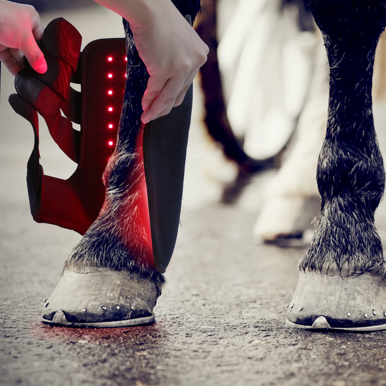 Pet Horses Equipment 660nm 850nm Led Red Light Near Infrared Red Light Therapy Horse for Horses Legs
Pet Horses Equipment 660nm 850nm Led Red Light Near Infrared Red Light Therapy Horse for Horses Legs